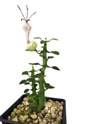 Ceropegia simoneae (svícník)