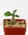Adenium socotranum menší