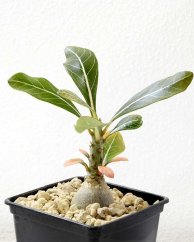 Adenium socotranum větší