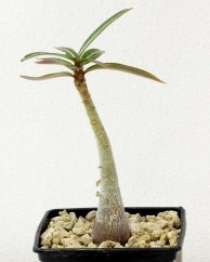 Adenium somalense