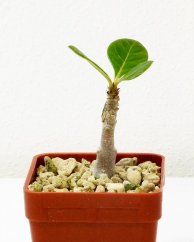Adenium dhofarense