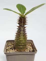 Pachypodium baronii