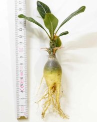 Adenium socotranum větší