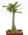 Adenium obesum