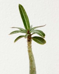 Adenium somalense