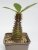 Pachypodium baronii