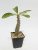 Pachypodium windsorii big