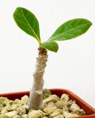 Adenium dhofarense