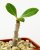Adenium dhofarense