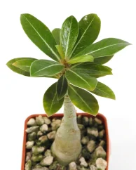 Adenium obesum