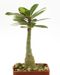 Adenium obesum