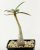 Adenium somalense