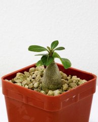 Adenium socotranum menší