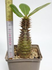 Pachypodium baronii