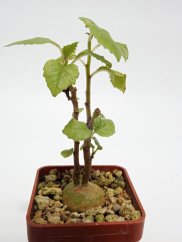 Dorstenia zanzibarica